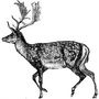 lixlox profile