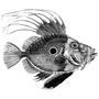 adasd profile image