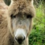 bodonkey profile image